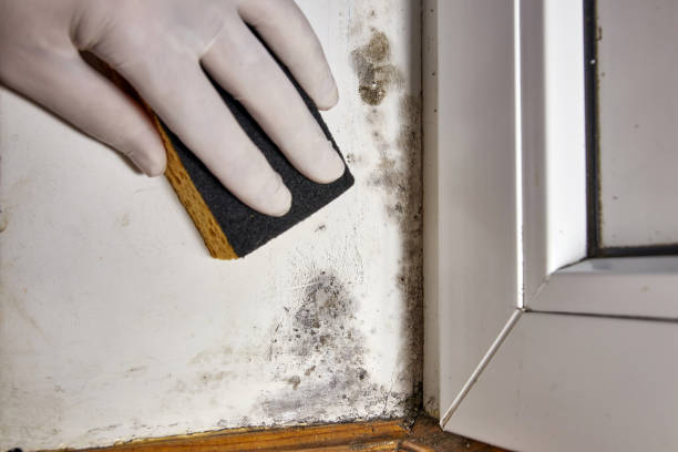 Best Attic Mold Removal  in Hudson, NC